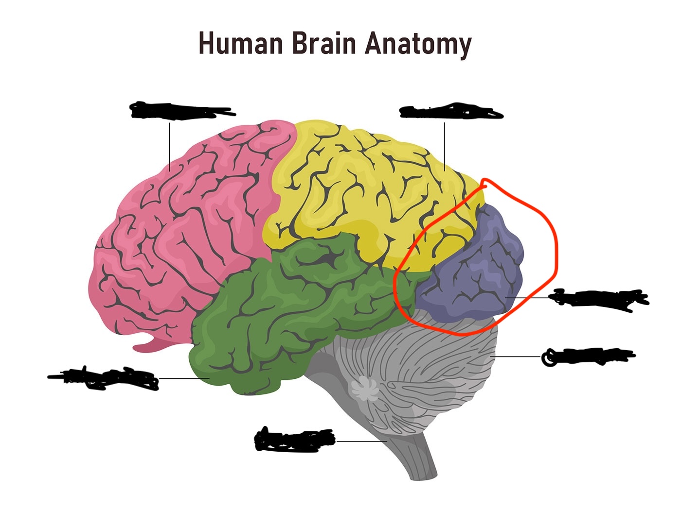 term image