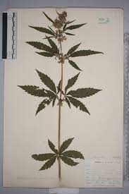 <p>Cannabis sativa</p>