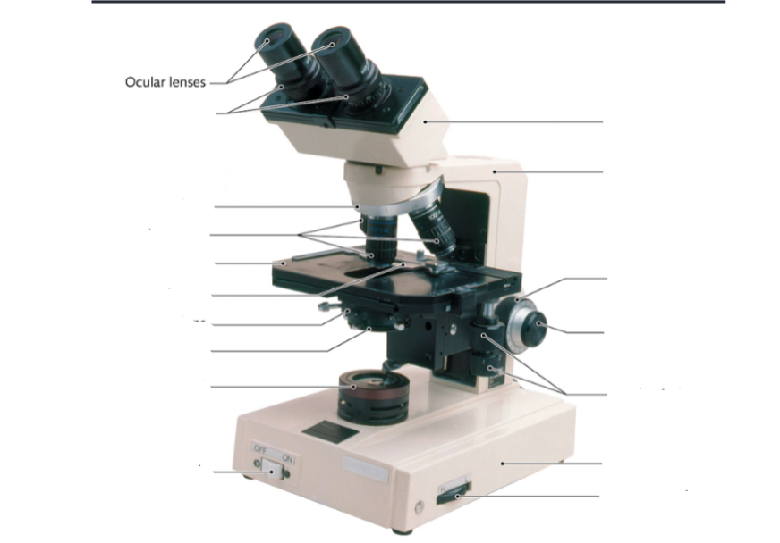 Microscope Parts Flashcards Knowt