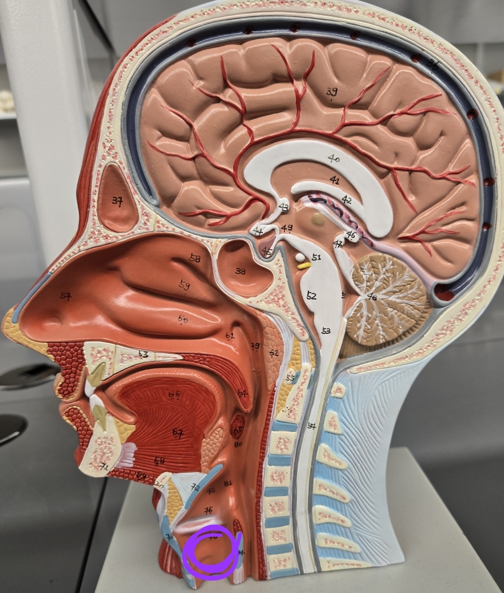 <p>Half head model: what structure is this?</p>