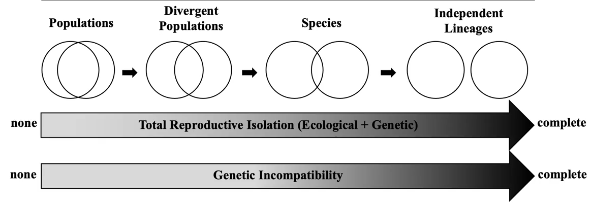 <p>co-exist + gene flow —> physical or ecological barriers —> over time, species start to differ —> total RI and genetic incompatibility is complete </p>