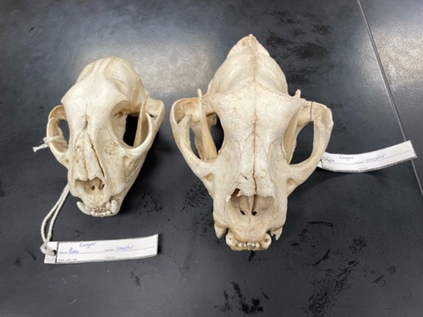 <p>Family: Felidae</p><p>Genus & Species: Puma concolor</p>