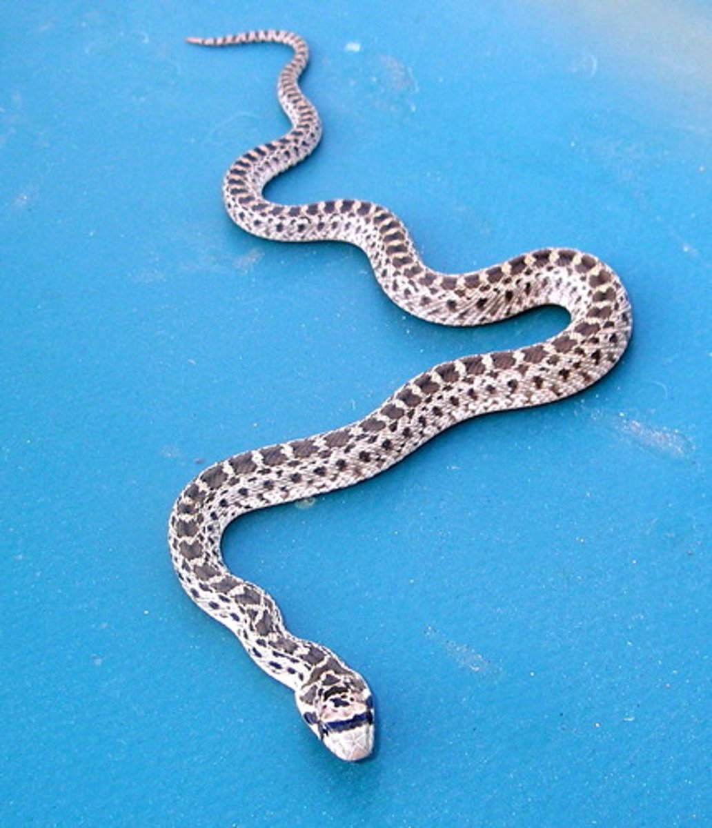 <p>v. /ˈslɪðər/</p><p>trườn, trượt</p><p>slither down: trườn xuống</p><p>ex: The child was slithering down the slide, giggling.</p><p>The snake was slithering down the rocky hill.</p>