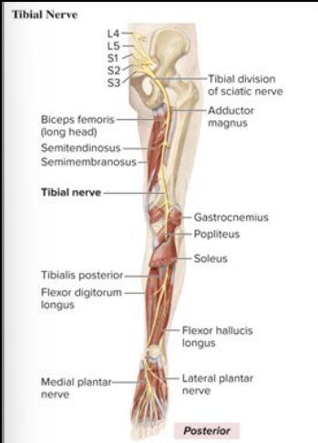 <p>posterior thigh, hamstrings, calves, bottom of foot</p>