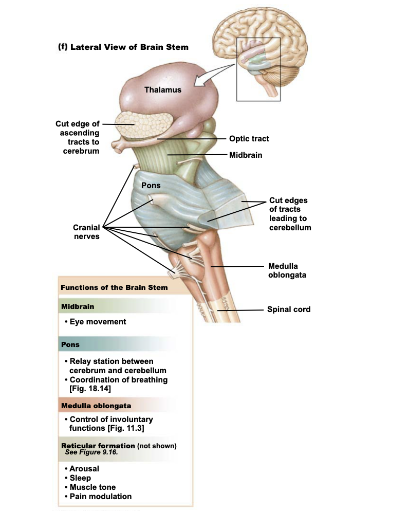 <ul><li><p>Oldest region of the brain</p></li><li><p><strong>Contains </strong>midbrain, pons, and medulla</p><ul><li><p>Midbrain is made of tegmentum and tectum </p></li></ul></li><li><p>All connections between brain and body</p></li><li><p>Regulation of consciousness and critical functions like heart rate and breathing</p></li><li><p>Has 12 cranial nerves (most start in the brainstem → except I and II)</p></li></ul><p></p>