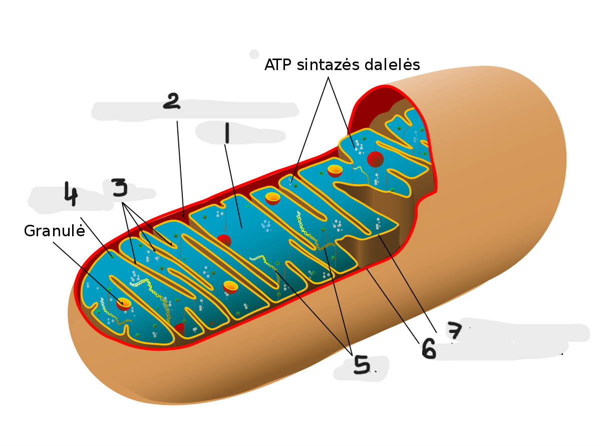 term image