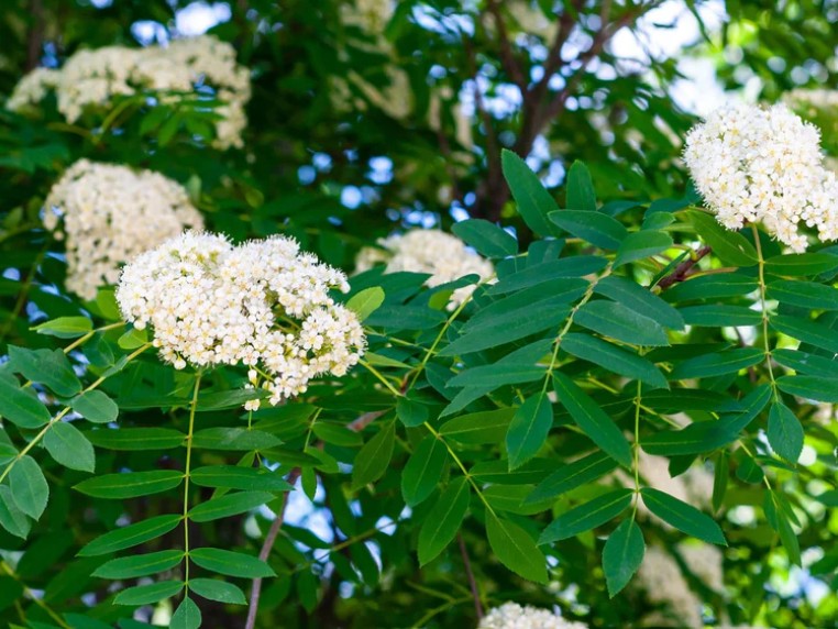 <p>Wilde lijsterbes (Rozenfamilie)</p>