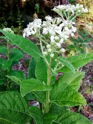 <p>Frostweed</p>