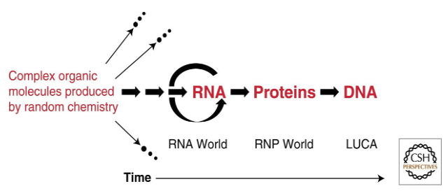 <p>An RNA ___ model for the successive appearance of RNA, proteins, and DNA during</p><p>the evolution of life on Earth</p><p></p>