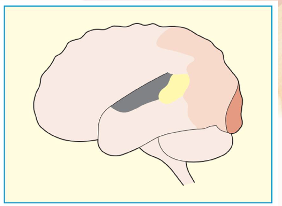 <p>dark brown area</p>