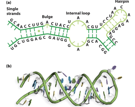 <p>RNAs that are antiparallel and tend to assume a right-handed alpha helix. They can, however, have irregular base pairings and some single-stranded regions.</p>