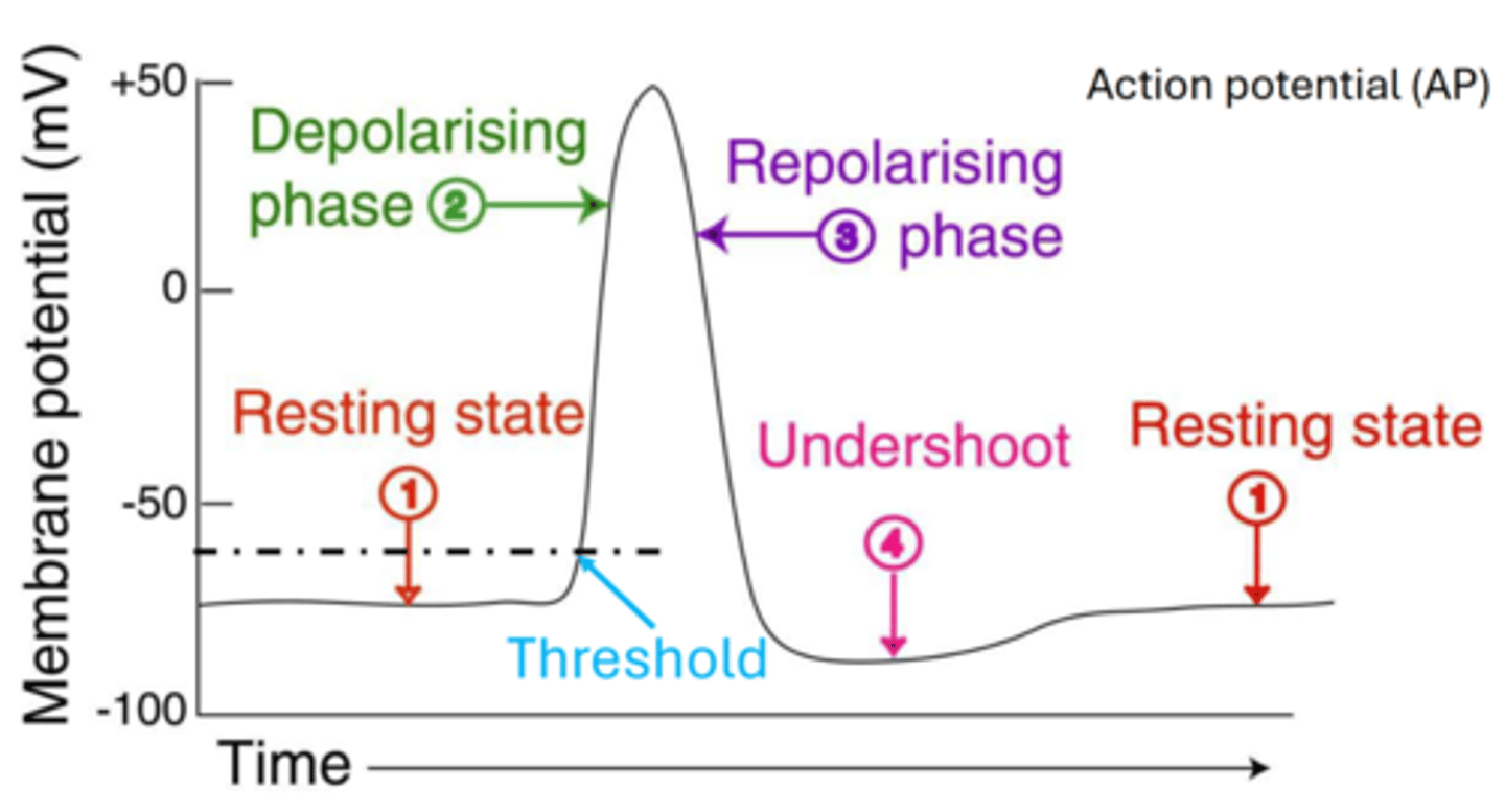 <p>1. starts at resting state</p><p>2. Threshold: starts the process (threshold of excitation) - channels pop open and sodium rushes inside. need to move at least 15 mV. Hits threshold at: -55 to -40 mV</p><p>3. Rising Phase: Voltage-gated sodium channels</p><p>• Threshold exceeded • Na+ influx</p><p>4. Overshoot: Depolarization flips so it's more positive on inside than it is on the outside (rising phase - all driven by sodium entering the cell). sodium channels close at its peak. HOWEVER. potassium channels open up. basically change in voltage acts as signal to open sodium channel at around -55 mV.</p><p>5. Repolarization or FALLING STAGE: (more negative); potassium channels open and it begins to leave. when potassium channels open, diffusion wants to push it outside of the cell. the cell at this point is more positive inside, so diffusion and es want to push it outside of the cell, even though its more concentrated inside than out. "Exiting" of potassium from inside cell to outside, eventually making it more negative.</p><p>6. Undershoot, afterpotential: brief hyperpolarization where a little too much potassium exists the cell. so were hyperpolarized now.</p><p>and then back to resting state.</p><p>positive ions in a negative space = major action potential!</p>