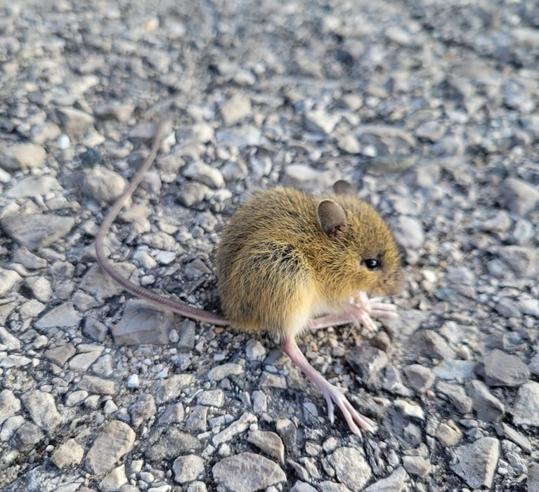 <p>Meadow jumping mouse</p>