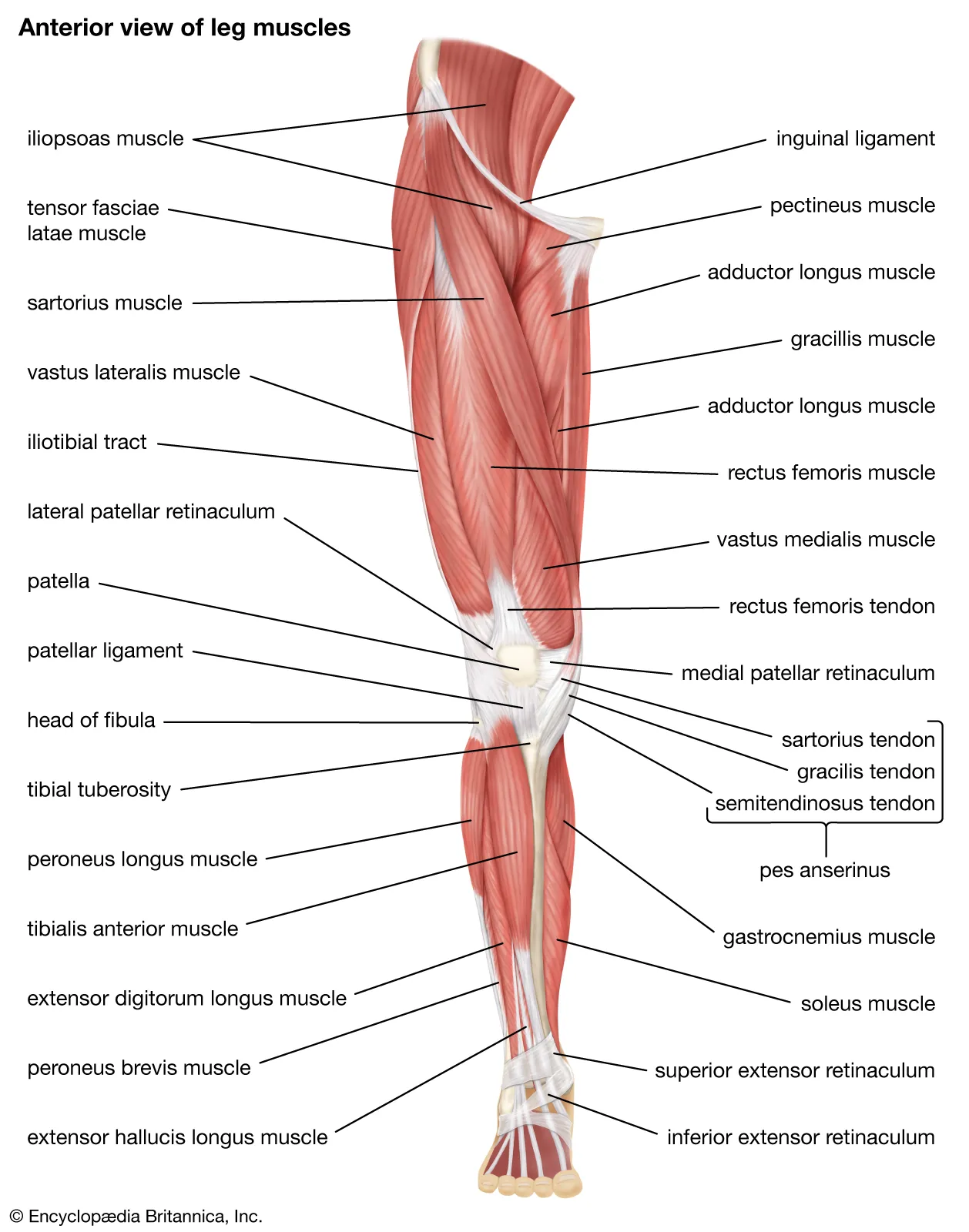 <p>What muscle begins laterally proximal and crosses to end medially distal?</p>