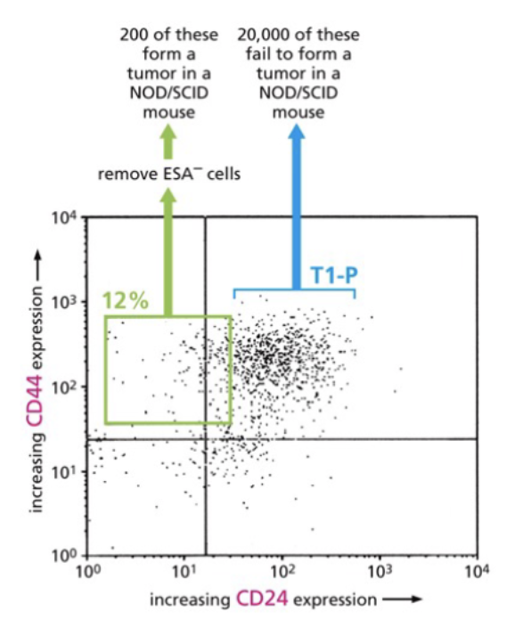 <p>fluorescent activated cell signaling (FACS)</p><p>flow cytometry</p><p>Cell fractionation by FACS separates tumor propagating cells from bulk tumor cells</p><ol><li><p>stain → antibody sticks to certain cells, color relate to proteins expressed on surface</p></li><li><p>laser → makes glow</p></li><li><p>detector</p></li><li><p>current → sorts</p></li></ol>
