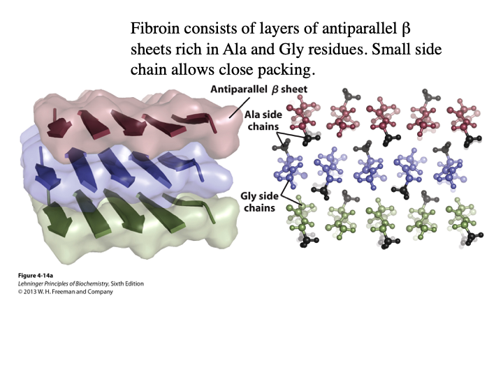 <ul><li><p>The main protein in silk from mothers and spiders</p></li><li><p>Antiparallel</p></li><li><p>A and G</p></li><li><p>hydrogen bonding within sheets and London dispersion interactions between sheets</p></li></ul><p></p>