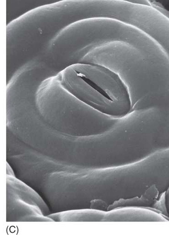 <p>responsible for opening/closing stomata</p><ul><li><p>cells swell by water absorption</p></li><li><p>as guard cells swell, pore between them opens</p></li><li><p>to close they lose water</p></li></ul><p></p>