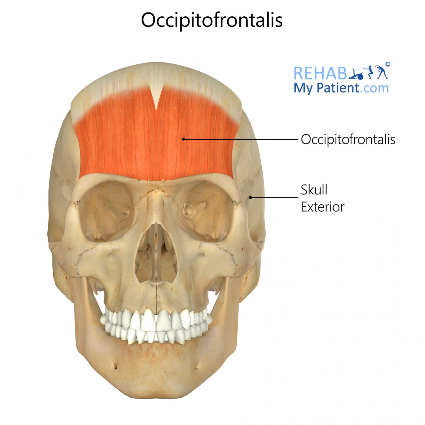 <p>Raises the eyebrows and pulls the scalp anteriorly, located in the forehead.</p>
