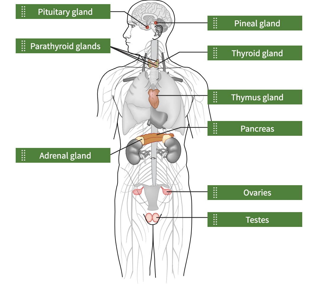 <p>Regulates blood sugar and insulin levels; involved in hunger</p>