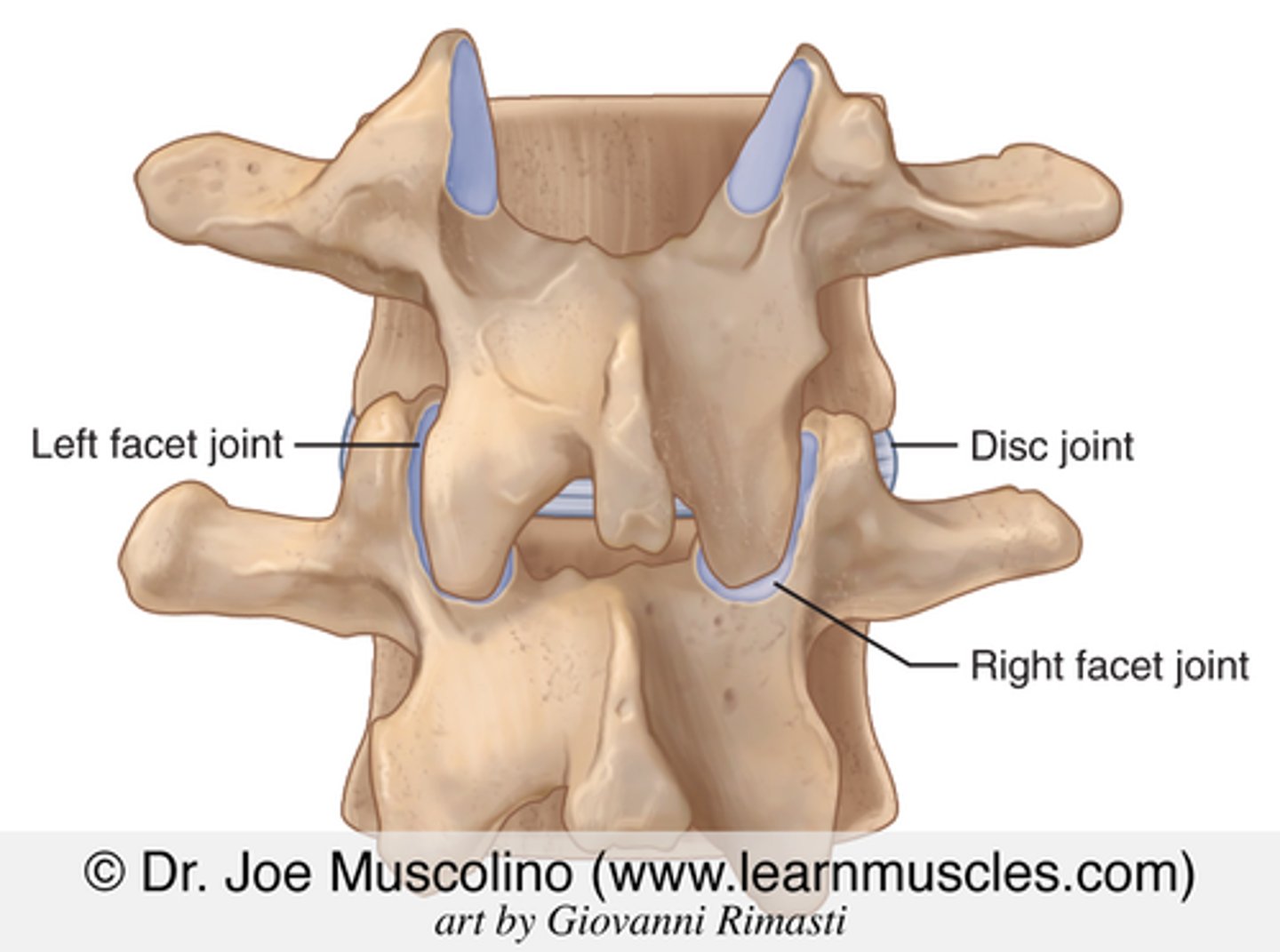 <p>• They project upward and downward</p><p>• Superior is concave and faces medially</p><p>• Inferior is convex and face laterally</p><p>* They fit together with vertebrae above and below</p><p>• Allow for stability and motion</p>