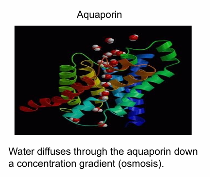 <ul><li><p>Shown in different colours in image&nbsp;</p></li><li><p>The exterior is hydrophobic while the interior is hydrophilic&nbsp;</p></li><li><p>This is an aquaporin that creates hydrophilic channel for water movement across cells during osmosis&nbsp;</p></li></ul><p></p>