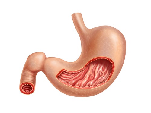 Is a J-shaped hollow muscular organ involved in the beginning steps of 'true digestion'