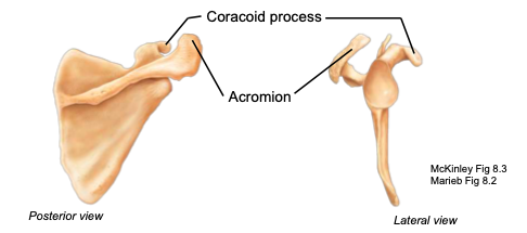 <p>part of the scapula articulating with the acromial end of the clavicle; located posteriorly</p>