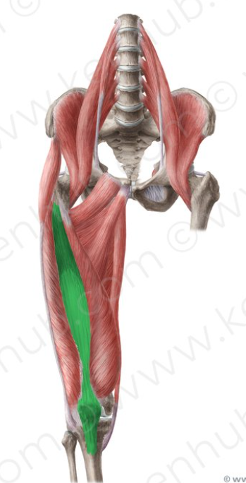 <p>origin(s): anterior shaft of femur</p><p>insertion(s): tibial tuberosity</p>