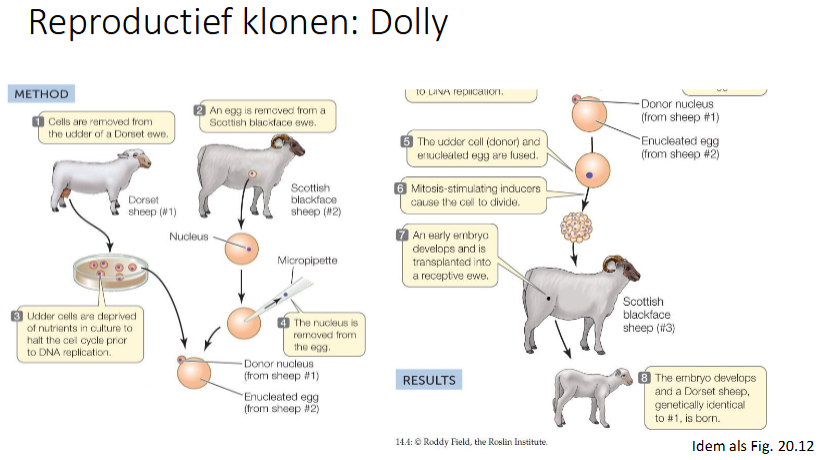 <p>Ontstaan door reproductief klonen</p><ul><li><p>Uiercel van schaap nemen</p></li><li><p>uiercel kwam in G0 fase door weinig voedsel in petrischaal</p></li><li><p>eicel van 2e schaap nemen en nucleus verwijderen</p></li><li><p>fusie van kernloze eicel en uiercel → diploïde cel</p></li><li><p>Mitose stimulerende dingen toevoegen</p></li><li><p>morula gevormd (stadium voor blastocyst)</p></li><li><p>blastocyst wordt ingebracht in ene pseudodrachtig schaap behandeld hormonen zodat blastocyst kan nestelen in baarmoeder</p></li><li><p>schaap gemaakt genetisch identiek aan schaap 1</p></li></ul><p></p>