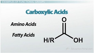 <p>carbonyls that are bonded to hydroxyl groups</p>