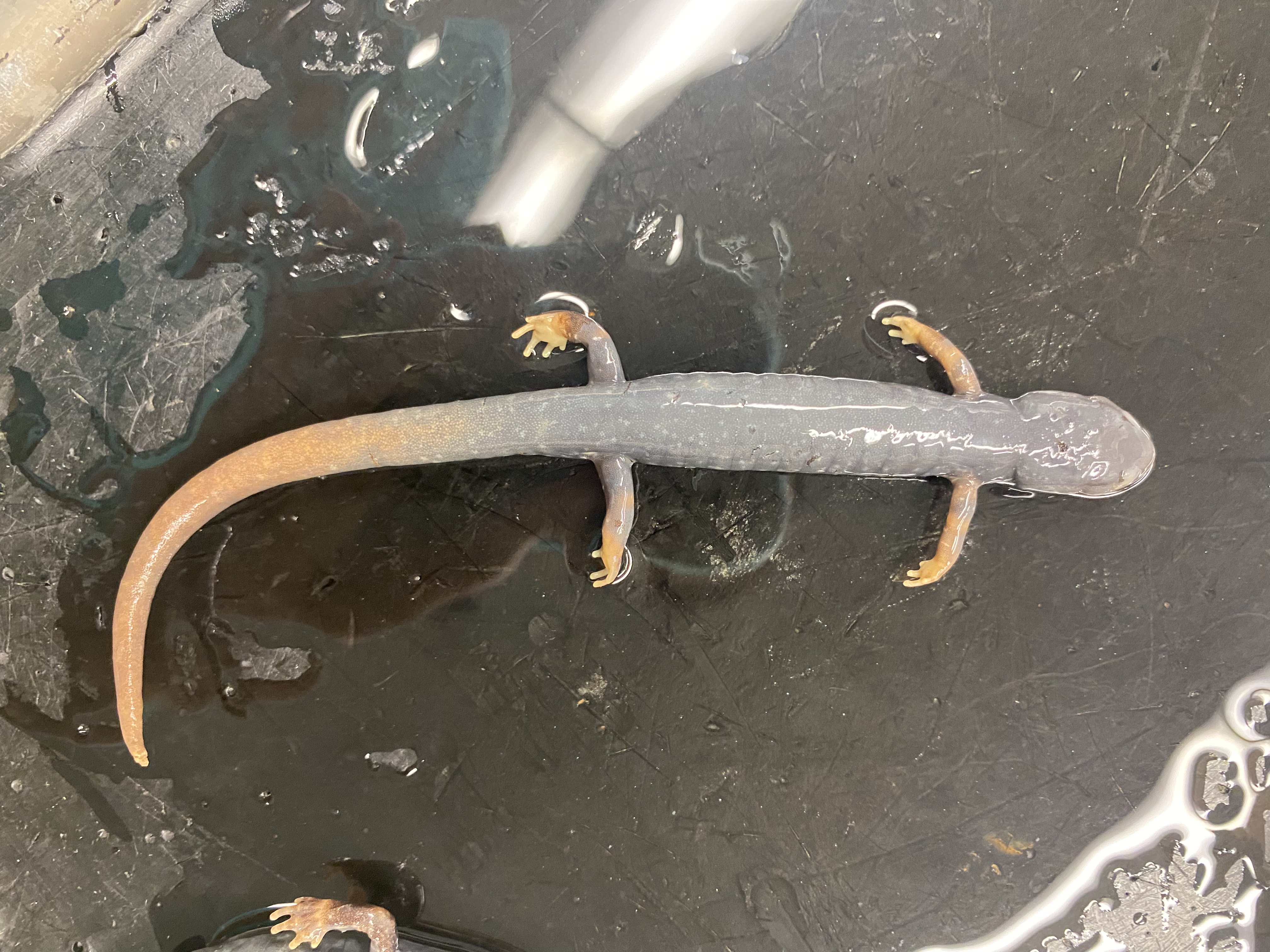 <p>Atlantic coast slimy salamander</p>