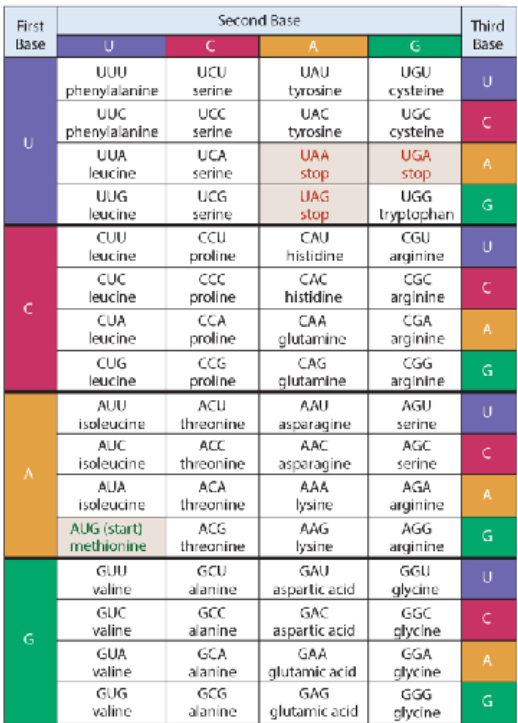 <p>What amino acids do the following codons code for?</p>