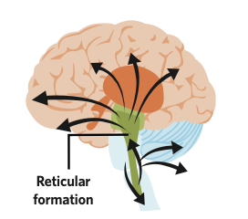 * filters information and direct these messages to various areas and structures of the brain
* integrate and relay neural information relating to survival and reflexive functions
* regulate sleep, wakefulness, and consciousness 
* regulate physiological arousal and alertness 