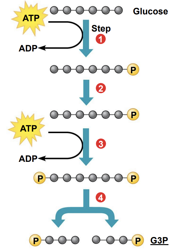 <p>(1-3) Glucose is energized using 2 molecules of ATP</p><ul><li><p>Step 1 and 3: ATP hydrolysis where ATP breaks into ADP and adds phosphate to glucose</p></li></ul><p>(4)  A six-carbon intermediate(glucose) splits into two three-carbon intermediates(G3P)</p><ul><li><p>G3P is oxidized</p></li></ul>