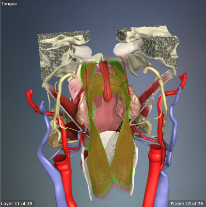 <p>Origin: <span>Palatine aponeurosis and posterior margin of hard palate</span></p><p>Insertion: Upper border of thyroid cartilage </p><p>Action: Narrows the pharynx, lowers the soft palate </p>