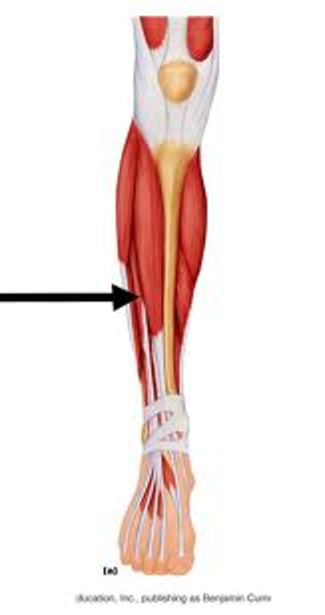 <p>anterior, extends all 4 toes</p>