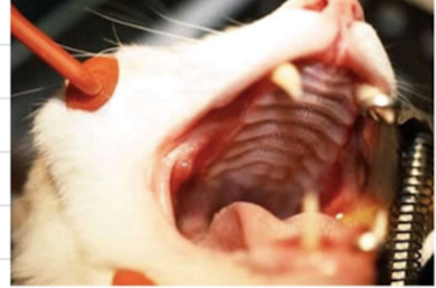 <p>what does this cat have?</p>