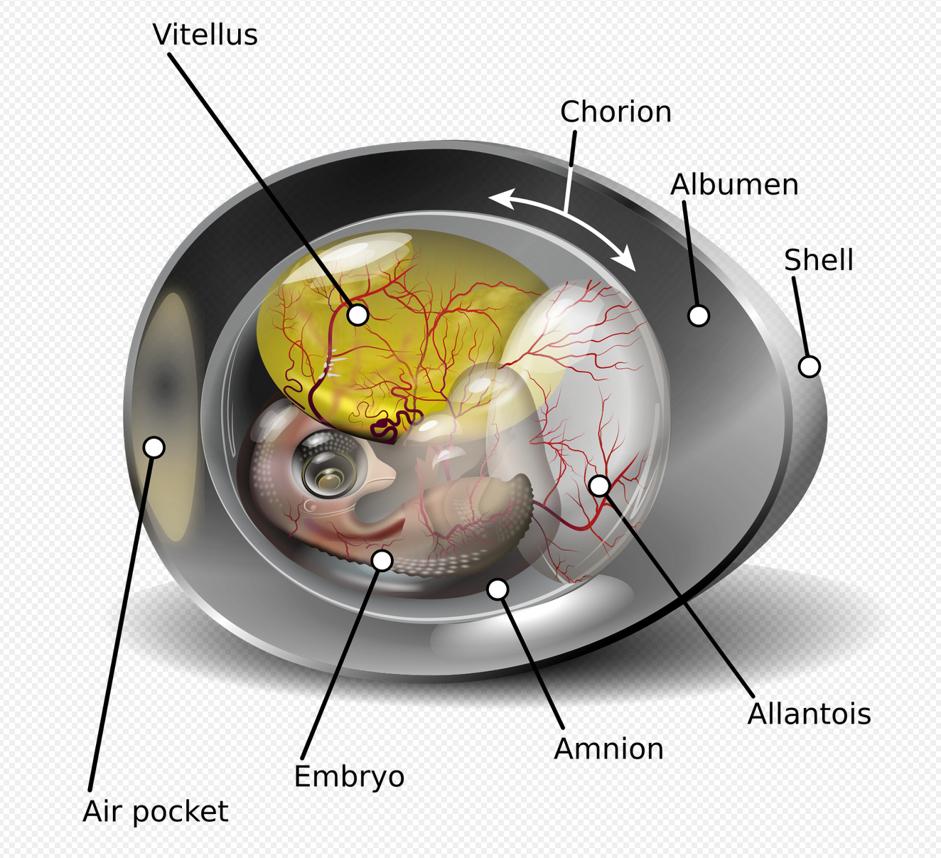 <p>What are the <strong>functions </strong>of the<strong> allantois?</strong></p>
