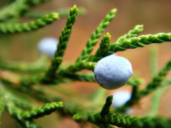 <p>wax covered cones that look like berries, opposite</p>