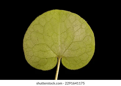<p>Leaf shape?</p>