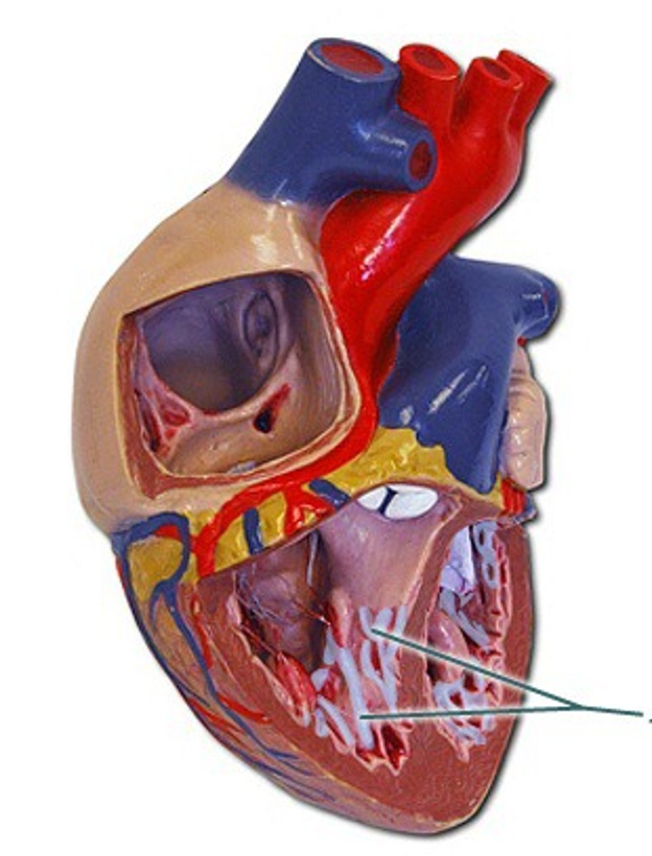 <p>Roots of the carrot/ the dirt</p><p>WALL of the right ventricle</p>