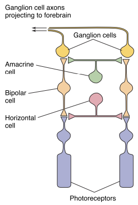 <ol><li><p>Photoreceptors → respond to light and influence the membrane potential of the bipolar cells connected to them</p></li><li><p>Horizontal cells → receive input from photoreceptors and project to other photoreceptors and bipolar cells</p></li><li><p>Bipolar cells</p></li><li><p>Amacrine cells → receive input from bipolar cell and project to ganglion cells, bipolar cells, and other amacrine cells </p></li><li><p>Ganglion cells → fire action potential in response to light → these impulses propagate along the optic nerve to the rest of the brain</p></li></ol>