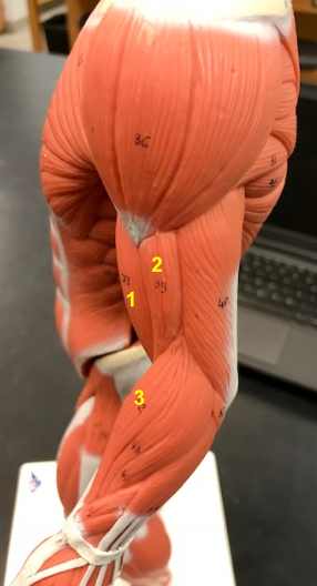 <p>What is the muscle indicated by the yellow 3?</p>