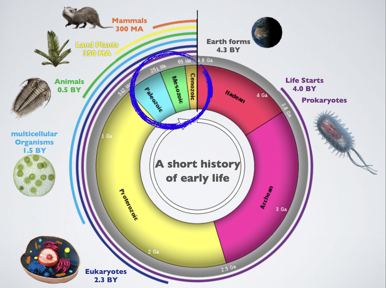 <ul><li><p>the rapid diversification of a single ancestral lineage into multiple new forms</p></li><li><p>a phylogenetic tree with one branch rapidly splitting into many coexisting species, demonstrating how one ancestor exploited various unoccupied ecological niches in the past to survive and thrive</p></li></ul><p></p>