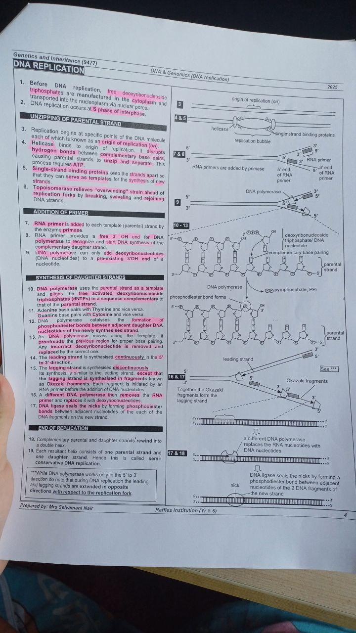 <p>Complementary daughter and parental strands<strong> rewind to form a double helix.</strong> Each resultant helix consists of one parental strand and one newly-synthesised daughter strand. </p>