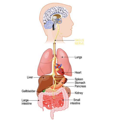 <p>vagus (x) nerves </p>