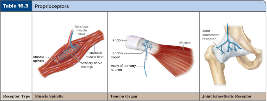 <p>What is the role of proprioceptors in muscles, tendons, and joints?</p>