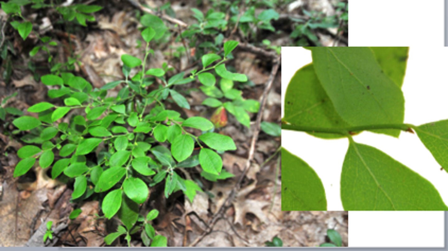 <ul><li><p>thick, leathery leaves with enrolled margins</p></li><li><p>hairs</p></li><li><p>fruit with crown (inferior ovary)</p></li></ul><p>Species</p>