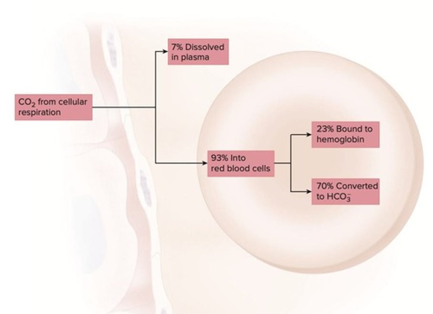 <p>CO2 interacts with blood components for solubility.</p>