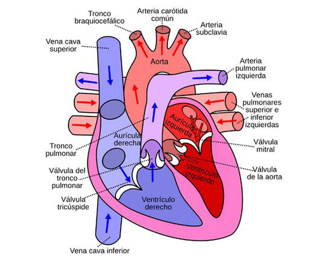 <p>Ilustracion VIII </p>